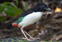 Penampakan Paok Halmahera atau bahasa latinnya Pitta maxima. (Kredit Foto: eBird/Istimewa)