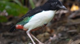 Penampakan Paok Halmahera atau bahasa latinnya Pitta maxima. (Kredit Foto: eBird/Istimewa)