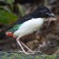 Penampakan Paok Halmahera atau bahasa latinnya Pitta maxima. (Kredit Foto: eBird/Istimewa)