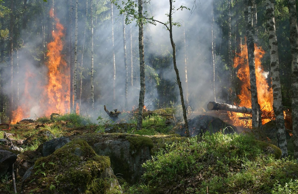 Ilustrasi kebakaran hutan akibat terjadi kekeringan. (Kredit Foto: Pixabay/Istimewa)