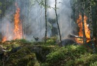 Ilustrasi kebakaran hutan akibat terjadi kekeringan. (Kredit Foto: Pixabay/Istimewa)