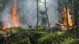 Ilustrasi kebakaran hutan akibat terjadi kekeringan. (Kredit Foto: Pixabay/Istimewa)